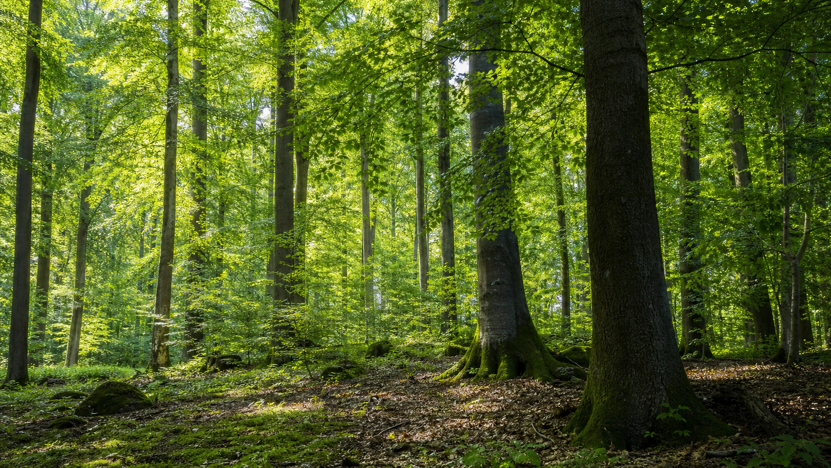 Sunlit European forest selected for sustainable wood sourcing